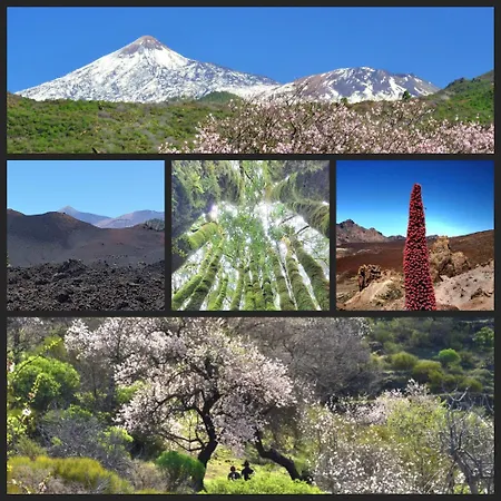 View Of Paradise Palm-mar