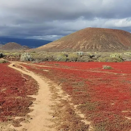 View Of Paradise Palm-mar